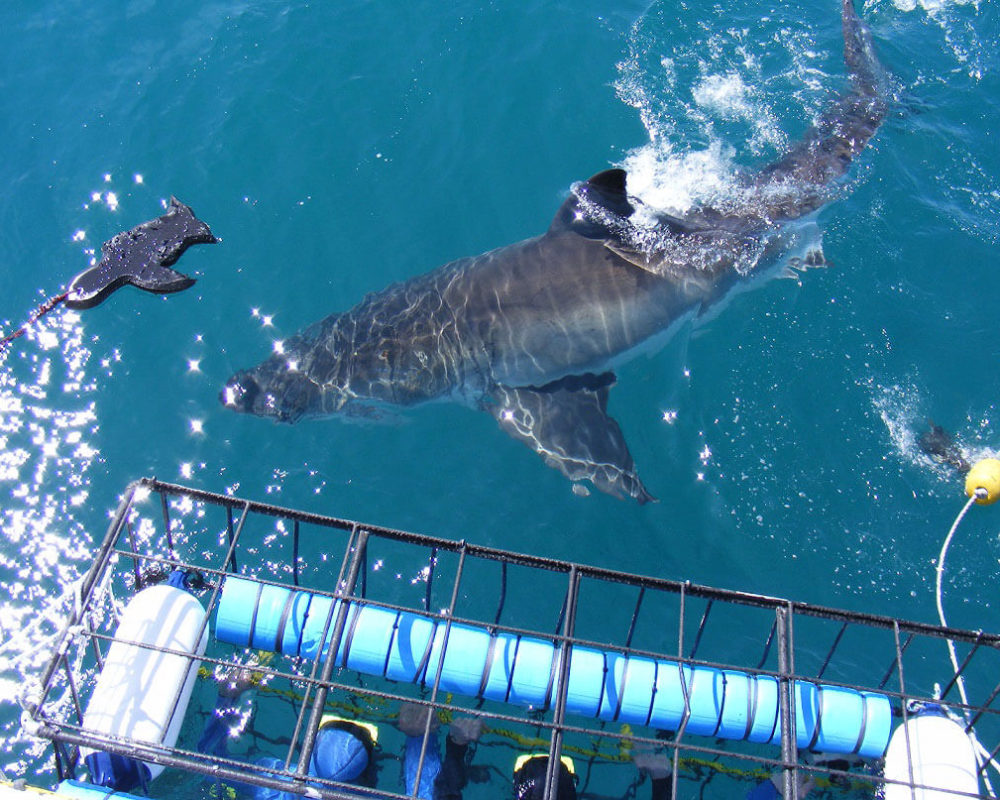 Marine Big5 Photo 6